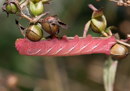 Banded Sphinx