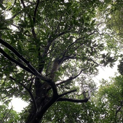 Pyrenaria microcarpa