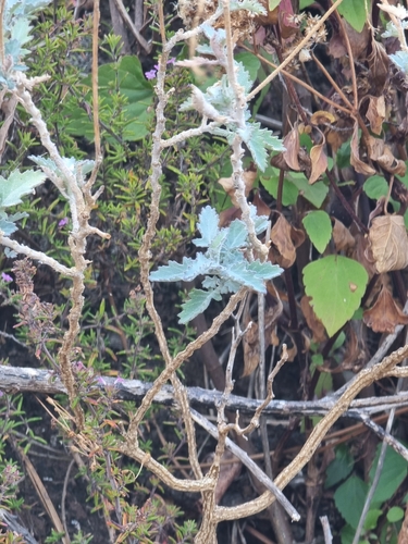 Crambe fruticosa, photograph 4