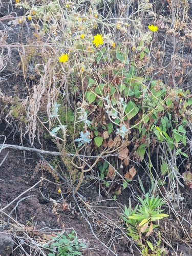Crambe fruticosa, photograph 5