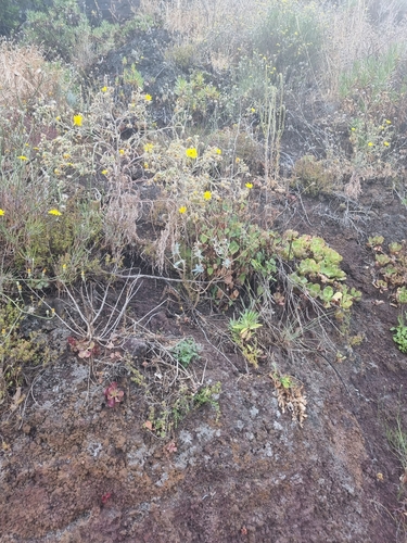 Crambe fruticosa, photograph 6