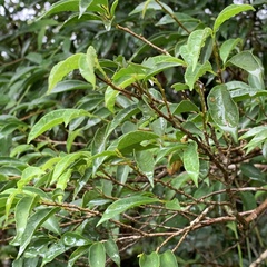 Pyrenaria microcarpa