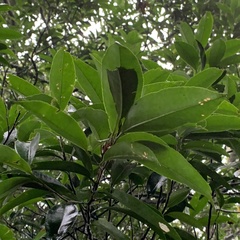 Pyrenaria microcarpa