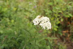 Achillea millefolium