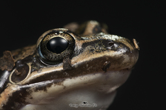 Leptodactylus latinasus
