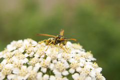 Polistes dominula