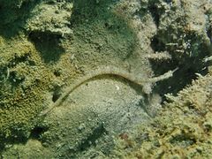 Corythoichthys ocellatus