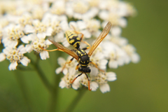 Polistes dominula