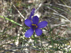 Cheiranthera alternifolia