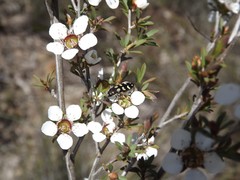 Castiarina decemmaculata