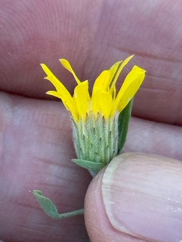 Heterotheca hispida observed 2025-07-30