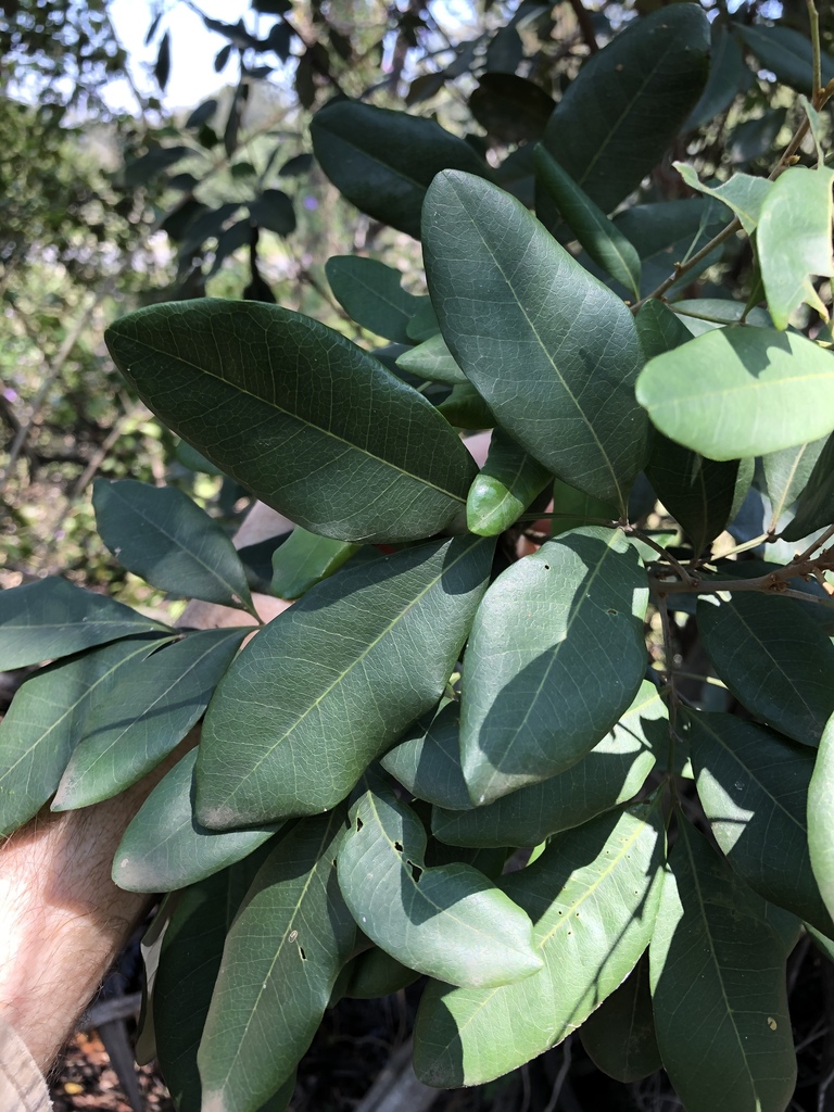 Guioa semiglauca - council-listed tree