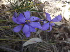 Cheiranthera alternifolia