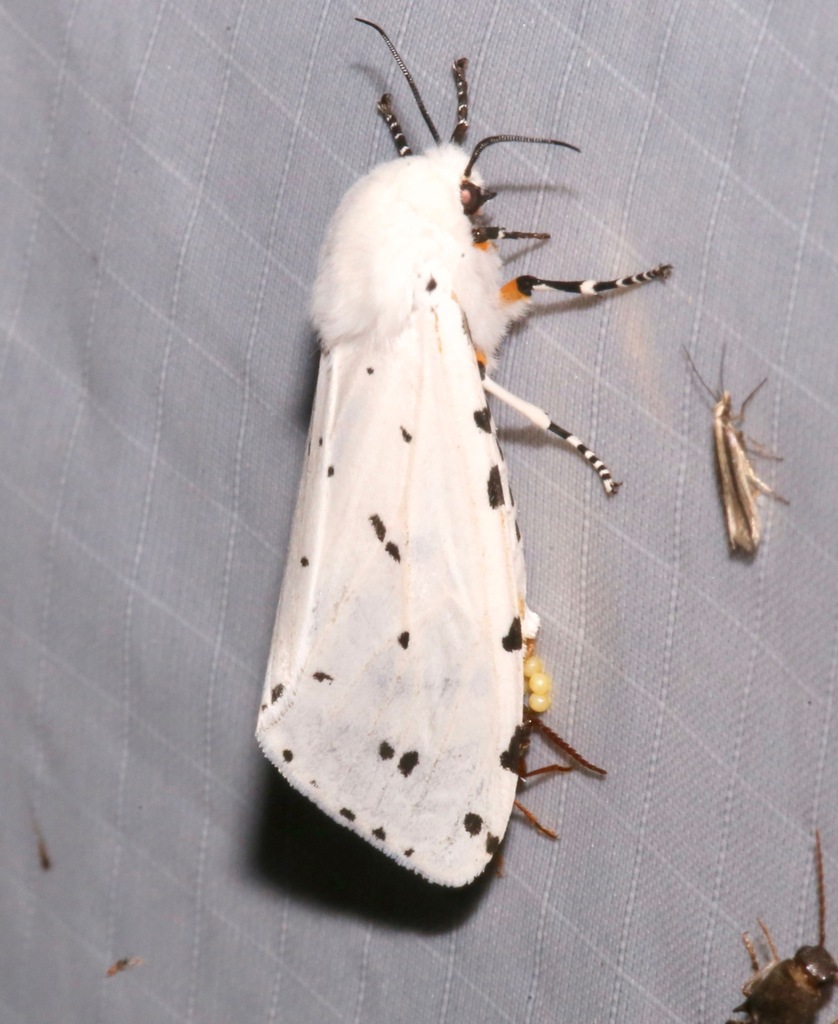 Estigmene albida
