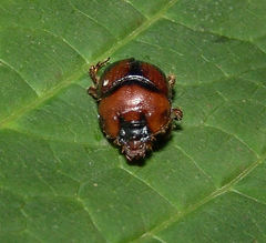 Bolbocerosoma lepidissimum