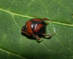 Bolbocerosoma lepidissimum