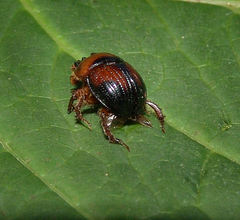 Bolbocerosoma lepidissimum