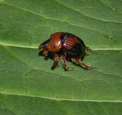 Bolbocerosoma lepidissimum