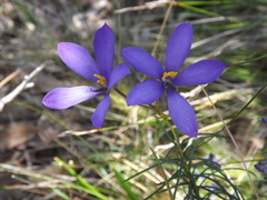 Cheiranthera alternifolia