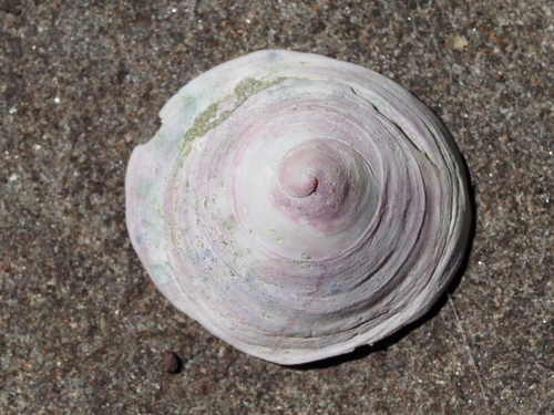 Calyptraea fastigiata observed 2025-07-27
