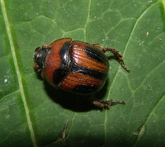 Bolbocerosoma confusum