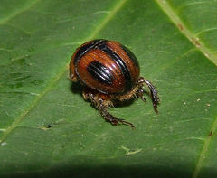 Bolbocerosoma confusum