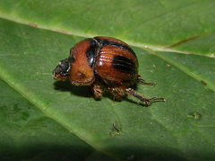 Bolbocerosoma confusum