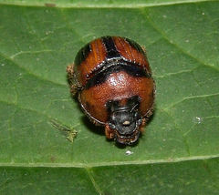 Bolbocerosoma confusum