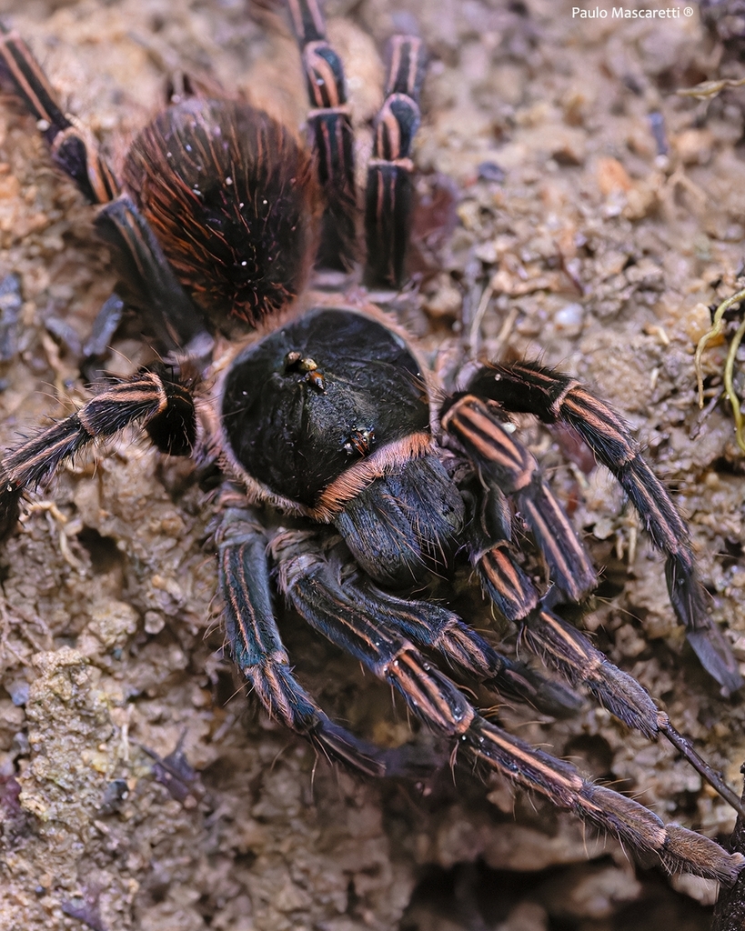 Acanthoscurria simoensi
