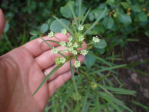 Hemlock waterparsnip (Sium suave)