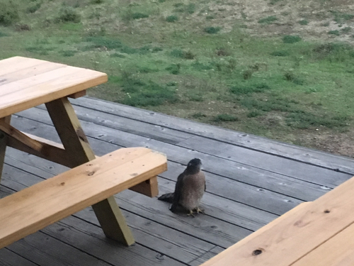 iNaturalist observation photo of Cooper's Hawk