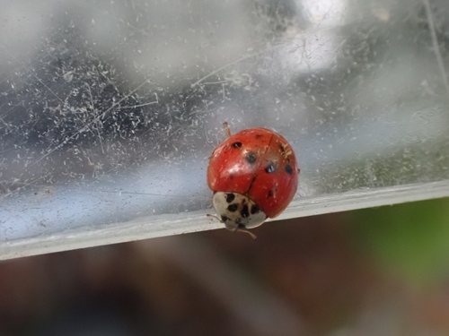 Asian Lady Beetle photographed in Maine