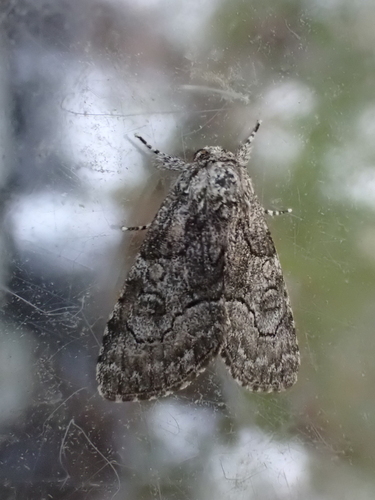 Brother Moth photo 6
