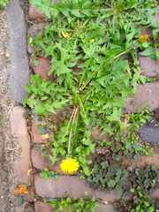 Taraxacum officinale
