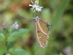 Oleria baizana baizana