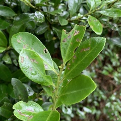 Ilex maximowicziana