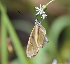 Oleria baizana baizana