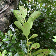 Ilex maximowicziana