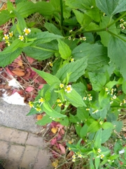 Galinsoga quadriradiata