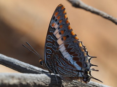 Charaxes saturnus