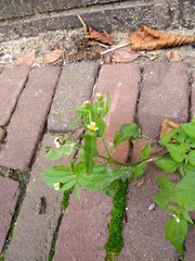 Galinsoga quadriradiata