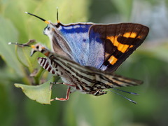 Cigaritis natalensis