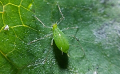 Macrosiphum euphorbiae
