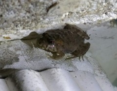 Pseudopaludicola falcipes