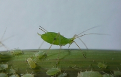 Macrosiphum euphorbiae