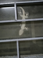 Gekko gecko