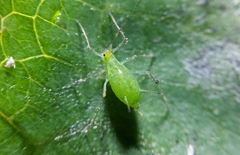 Macrosiphum euphorbiae