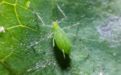 Macrosiphum euphorbiae