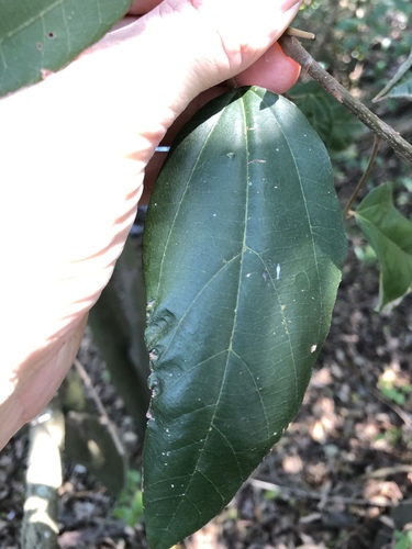 Mallotus philippensis iNat (2)