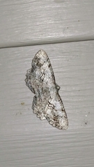 Cymatophora approximaria